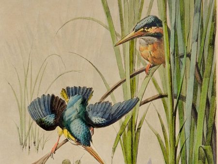 1880 s Kingfisher Lithograph Print Hot on Sale