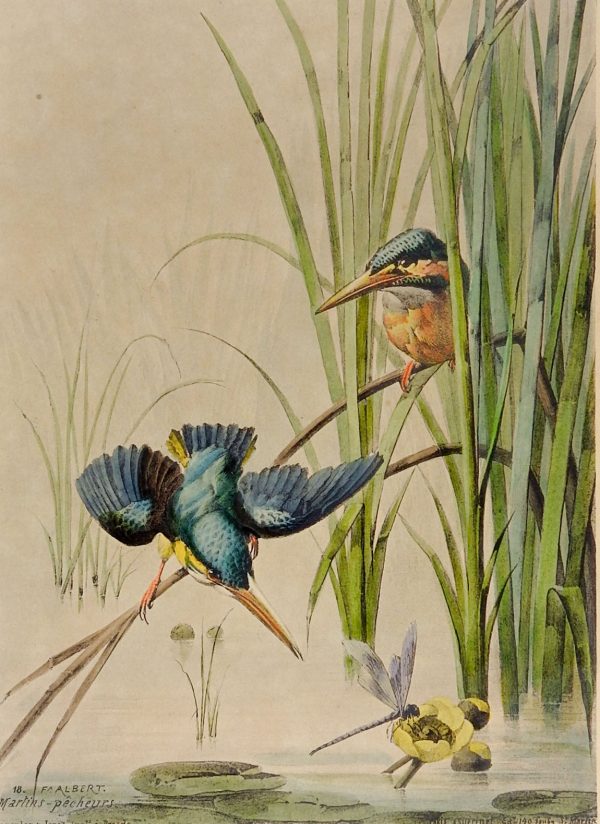 1880 s Kingfisher Lithograph Print Hot on Sale