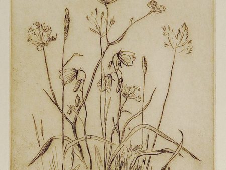 Wildflowers Botanical Etching Print For Sale