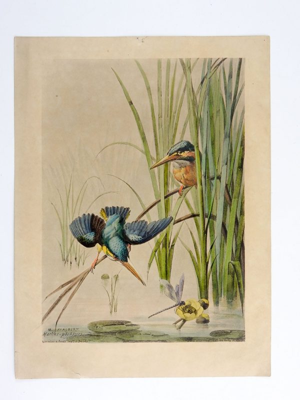 1880 s Kingfisher Lithograph Print Hot on Sale