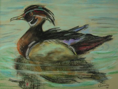 Wood Duck Pastel on Paper on Sale