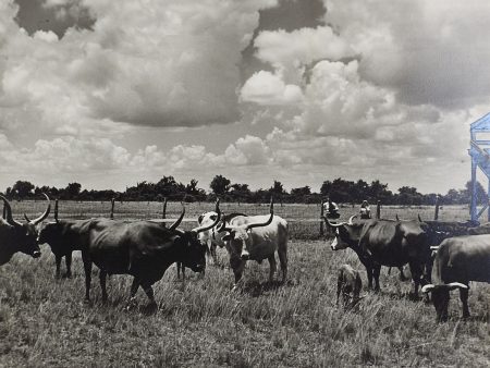 1950 s Photograph Of Longhorn Cattle For Sale